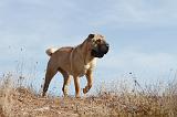 SHAR-PEI 034